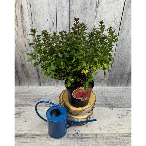 'Elfriede' - azalia japońska
Rhododendron 'Elfriede'
