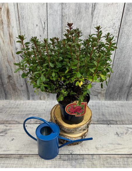 'Elfriede' - azalia japońska
Rhododendron 'Elfriede'