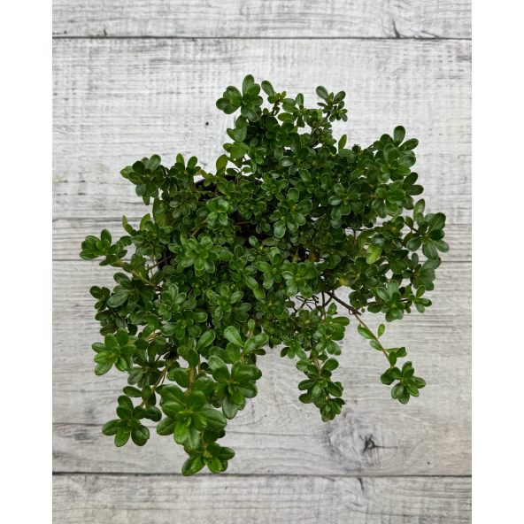 'Elfriede' - azalia japońska
Rhododendron 'Elfriede'