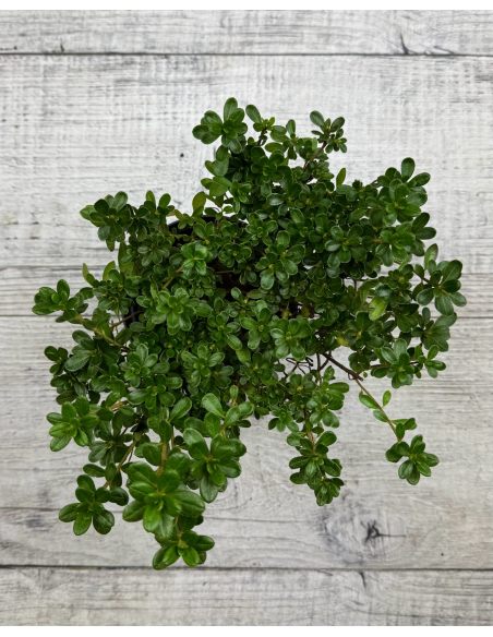 'Elfriede' - azalia japońska
Rhododendron 'Elfriede'