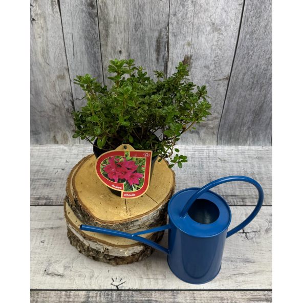 'Elfriede' - azalia japońska
Rhododendron 'Elfriede'