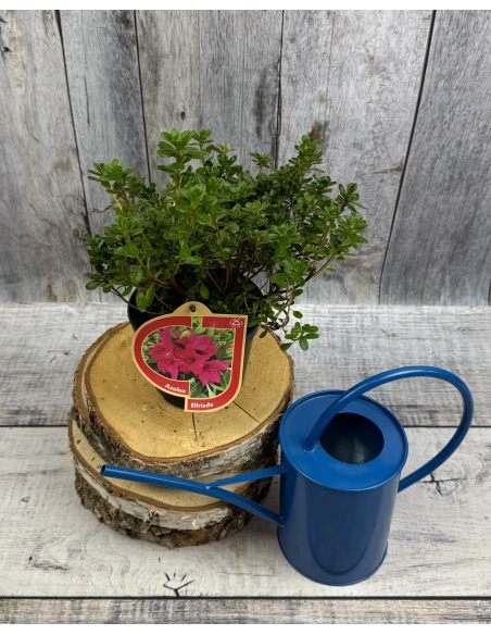 'Elfriede' - azalia japońska
Rhododendron 'Elfriede'