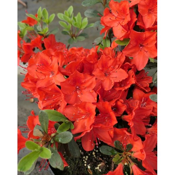 'Fridoline' - azalia japońska
Rhododendron 'Fridoline'