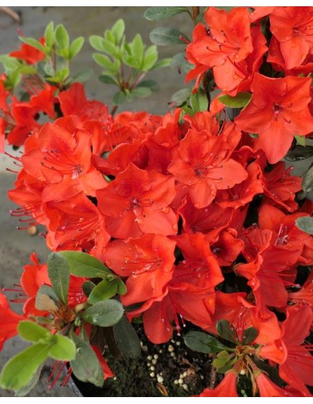 'Fridoline' - azalia japońska
Rhododendron 'Fridoline'