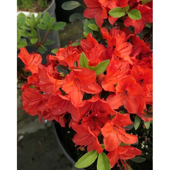 'Fridoline' - azalia japońska
Rhododendron 'Fridoline'