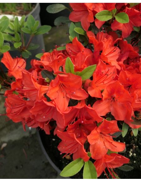 'Fridoline' - azalia japońska
Rhododendron 'Fridoline'
