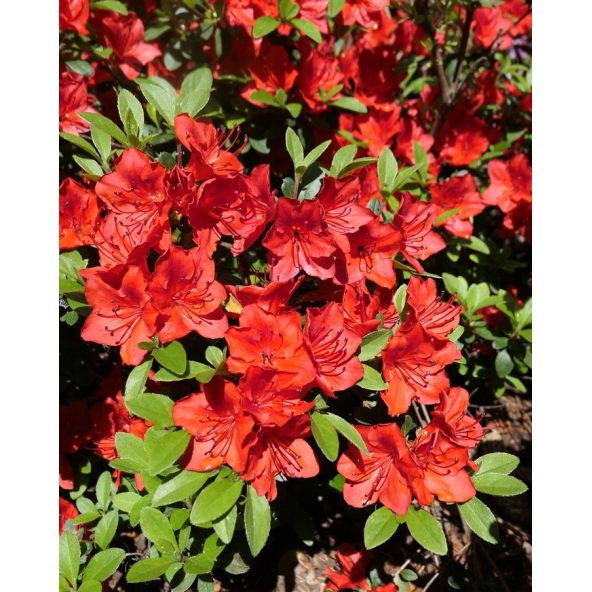 'Fridoline' - azalia japońska
Rhododendron 'Fridoline'