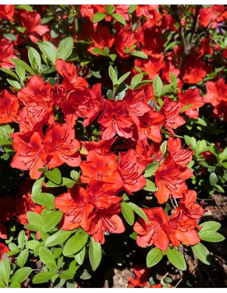 'Fridoline' - azalia japońska
Rhododendron 'Fridoline'