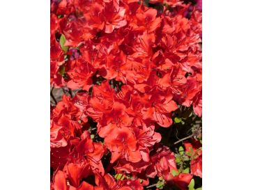 'Fridoline' - azalia japońska
Rhododendron 'Fridoline'
