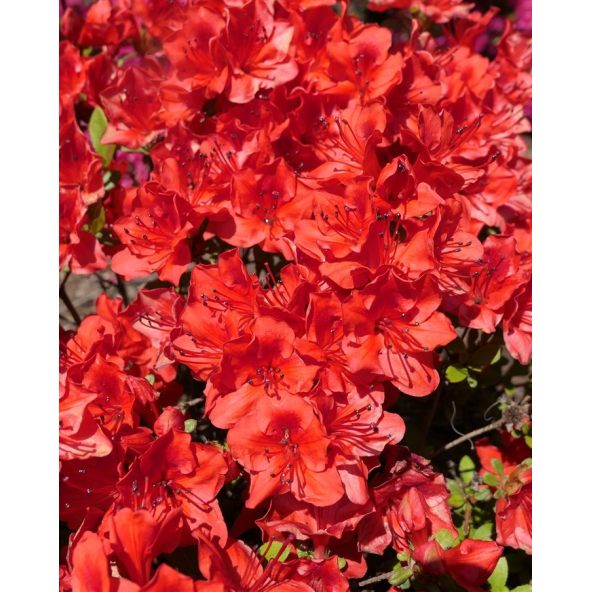 'Fridoline' - azalia japońska
Rhododendron 'Fridoline'