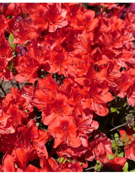 'Fridoline' - azalia japońska
Rhododendron 'Fridoline'