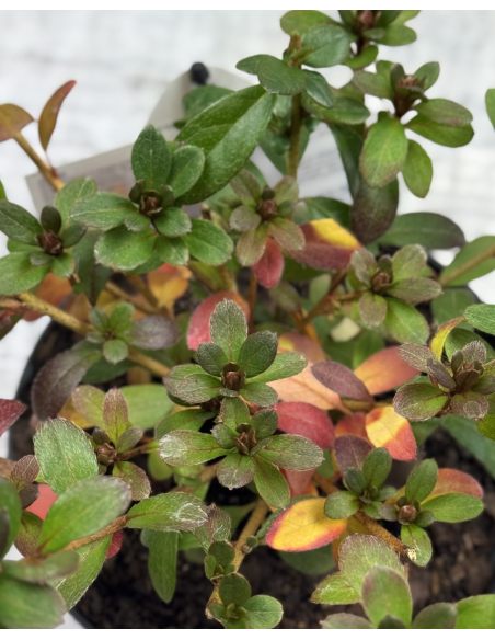 'Fridoline' - azalia japońska
Rhododendron 'Fridoline'