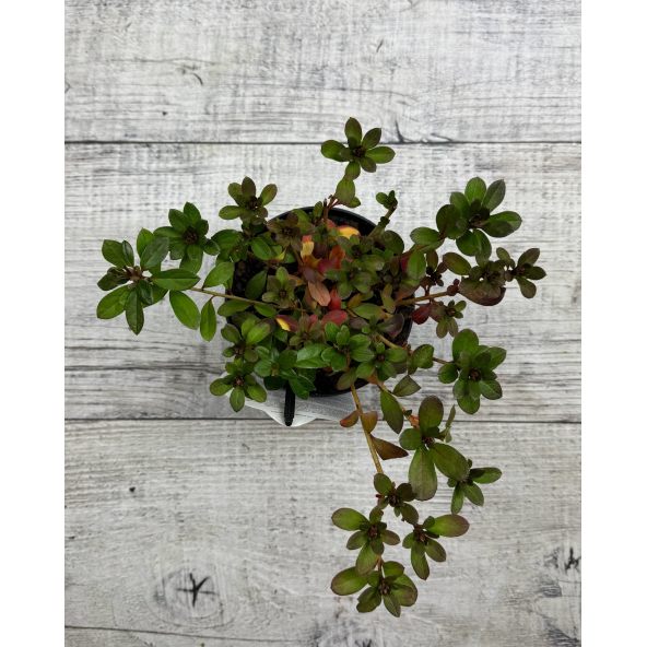 'Fridoline' - azalia japońska
Rhododendron 'Fridoline'