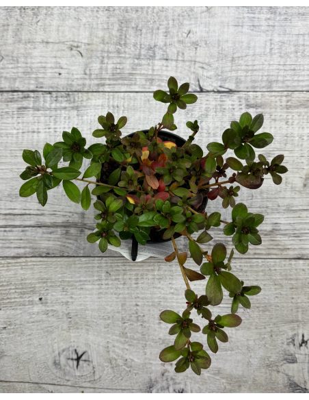 'Fridoline' - azalia japońska
Rhododendron 'Fridoline'