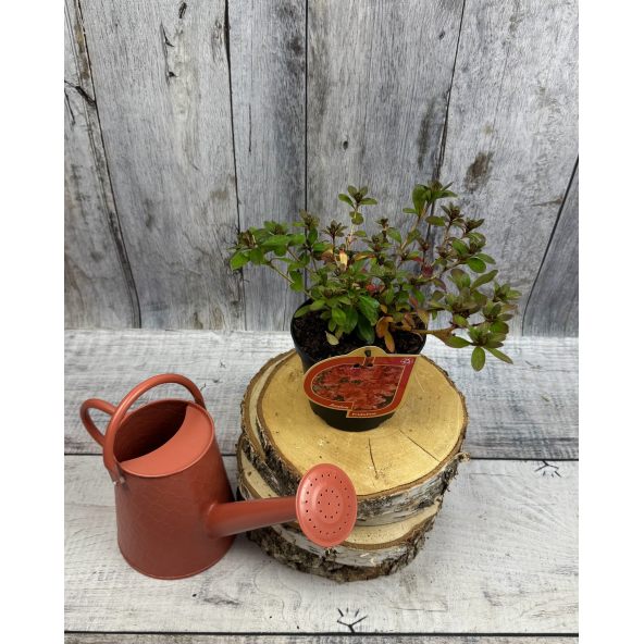'Fridoline' - azalia japońska
Rhododendron 'Fridoline'