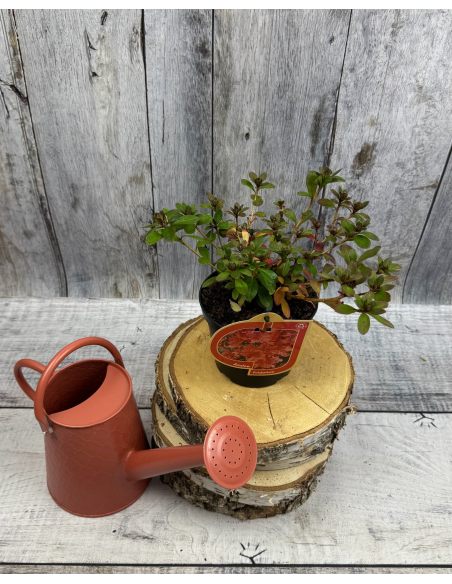 'Fridoline' - azalia japońska
Rhododendron 'Fridoline'