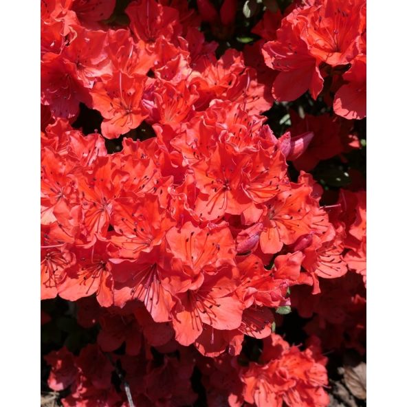 'Satschiko' GEISHA ORANGE - azalia japońska
Rhododendron 'Satschiko' GEISHA ORANGE