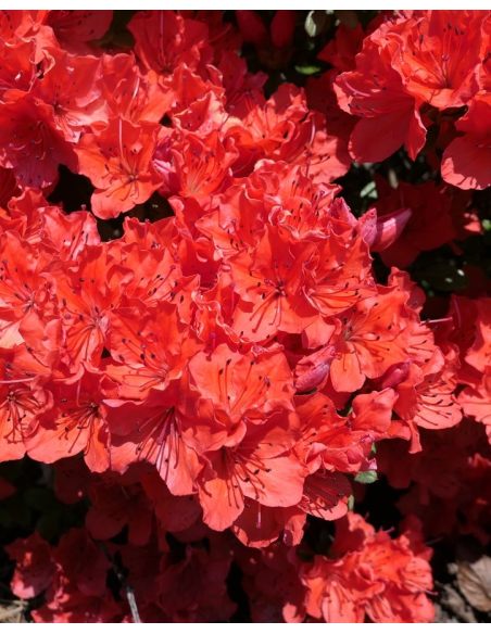 'Satschiko' GEISHA ORANGE - azalia japońska
Rhododendron 'Satschiko' GEISHA ORANGE