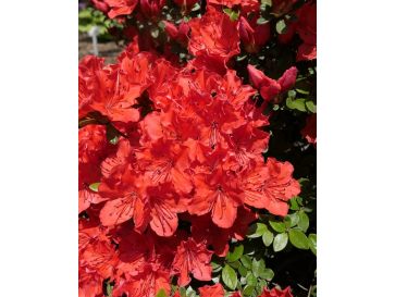 'Satschiko' GEISHA ORANGE - azalia japońska
Rhododendron 'Satschiko' GEISHA ORANGE