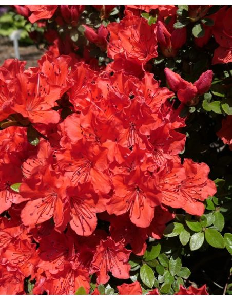 'Satschiko' GEISHA ORANGE - azalia japońska
Rhododendron 'Satschiko' GEISHA ORANGE