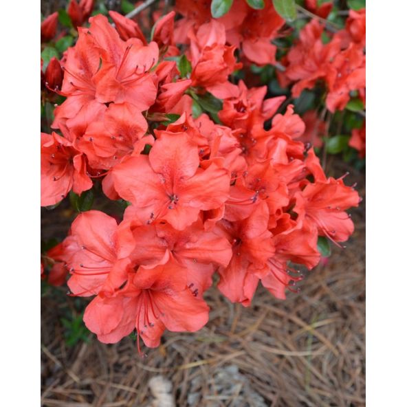 'Satschiko' GEISHA ORANGE - azalia japońska
Rhododendron 'Satschiko' GEISHA ORANGE