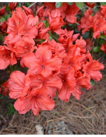 'Satschiko' GEISHA ORANGE - azalia japońska
Rhododendron 'Satschiko' GEISHA ORANGE