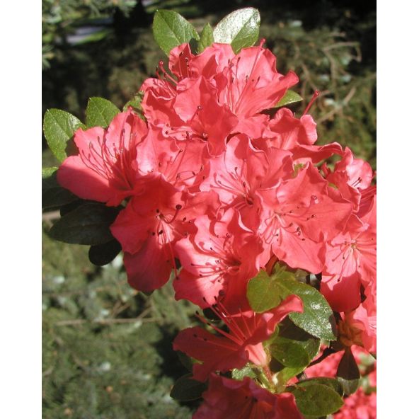 'Satschiko' GEISHA ORANGE - azalia japońska
Rhododendron 'Satschiko' GEISHA ORANGE