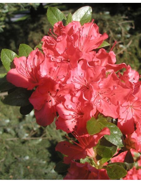 'Satschiko' GEISHA ORANGE - azalia japońska
Rhododendron 'Satschiko' GEISHA ORANGE