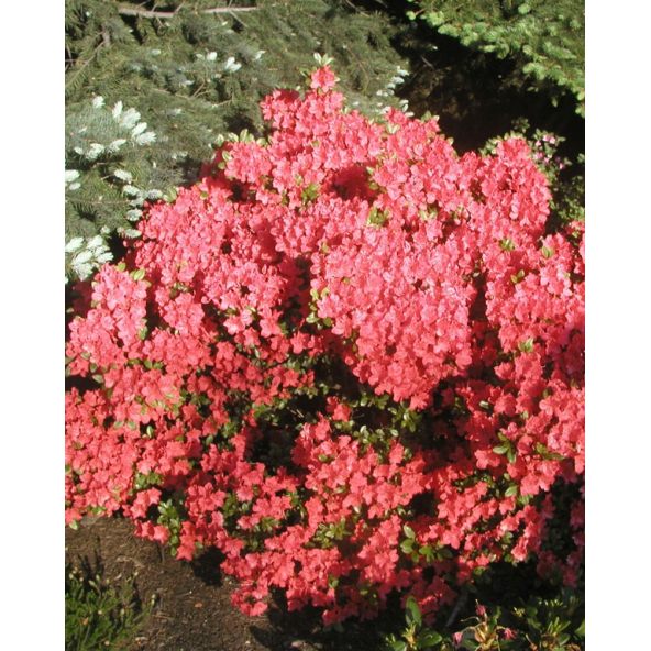 'Satschiko' GEISHA ORANGE - azalia japońska
Rhododendron 'Satschiko' GEISHA ORANGE