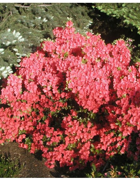 'Satschiko' GEISHA ORANGE - azalia japońska
Rhododendron 'Satschiko' GEISHA ORANGE