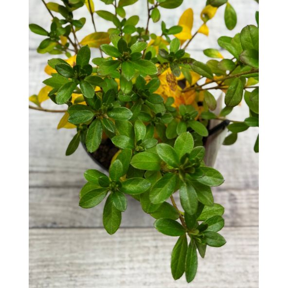 'Satschiko' GEISHA ORANGE - azalia japońska
Rhododendron 'Satschiko' GEISHA ORANGE