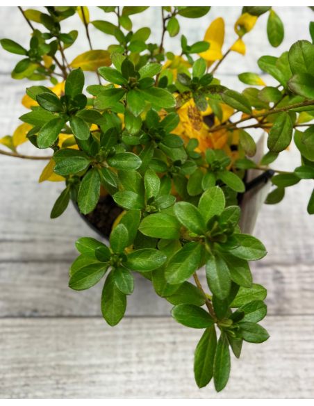 'Satschiko' GEISHA ORANGE - azalia japońska
Rhododendron 'Satschiko' GEISHA ORANGE