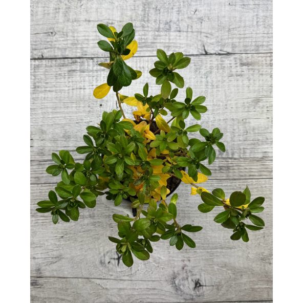 'Satschiko' GEISHA ORANGE - azalia japońska
Rhododendron 'Satschiko' GEISHA ORANGE