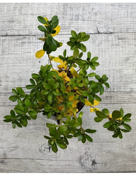 'Satschiko' GEISHA ORANGE - azalia japońska
Rhododendron 'Satschiko' GEISHA ORANGE