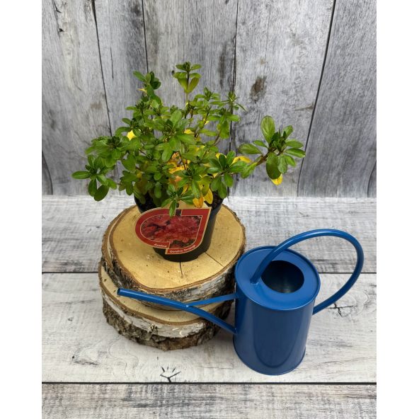 'Satschiko' GEISHA ORANGE - azalia japońska
Rhododendron 'Satschiko' GEISHA ORANGE