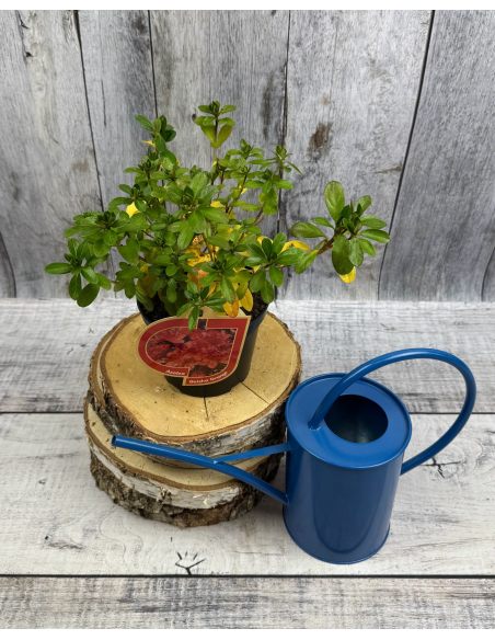 'Satschiko' GEISHA ORANGE - azalia japońska
Rhododendron 'Satschiko' GEISHA ORANGE