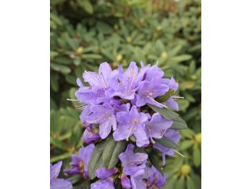 'Gristede' - różanecznik miniaturowy
Rhododendron impeditum 'Gristede'