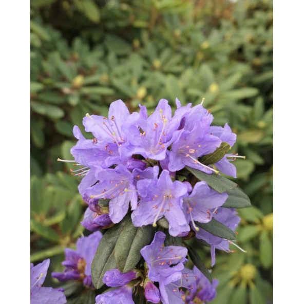 'Gristede' - różanecznik miniaturowy
Rhododendron impeditum 'Gristede'