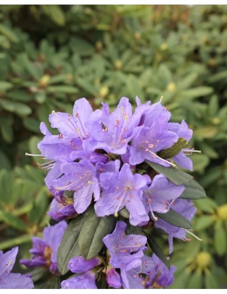 'Gristede' - różanecznik miniaturowy
Rhododendron impeditum 'Gristede' 'Gristede' - różanecznik miniaturowy
Rhododendron impeditum 'Gristede'