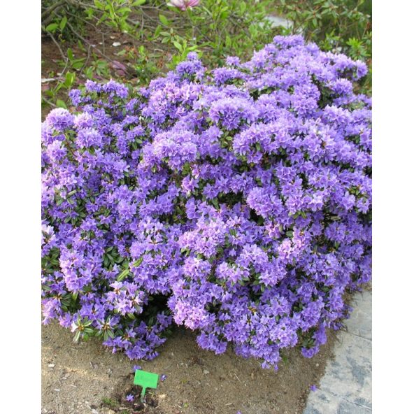 'Gristede' - różanecznik miniaturowy
Rhododendron impeditum 'Gristede'