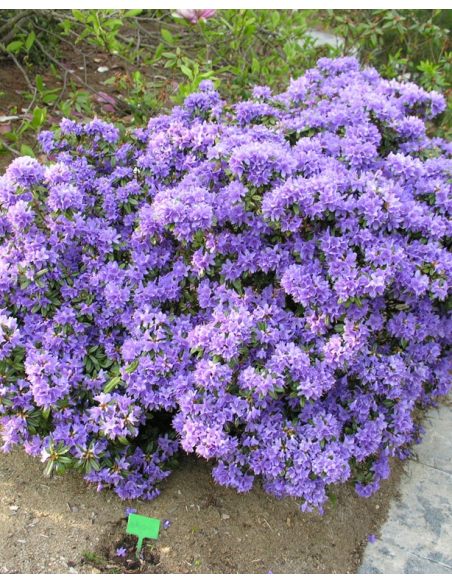 'Gristede' - różanecznik miniaturowy
Rhododendron impeditum 'Gristede' 'Gristede' - różanecznik miniaturowy
Rhododendron impeditum 'Gristede'