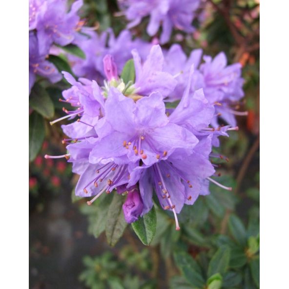 'Gristede' - różanecznik miniaturowy
Rhododendron impeditum 'Gristede'