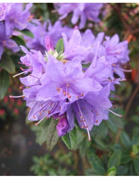 'Gristede' - różanecznik miniaturowy
Rhododendron impeditum 'Gristede' 'Gristede' - różanecznik miniaturowy
Rhododendron impeditum 'Gristede'
