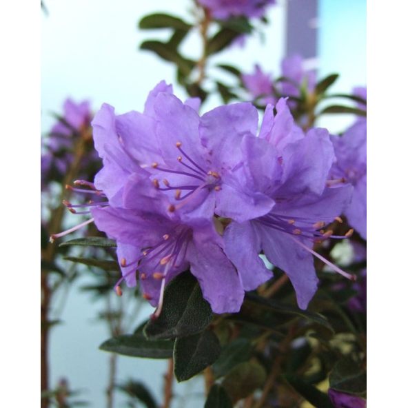 'Gristede' - różanecznik miniaturowy
Rhododendron impeditum 'Gristede'