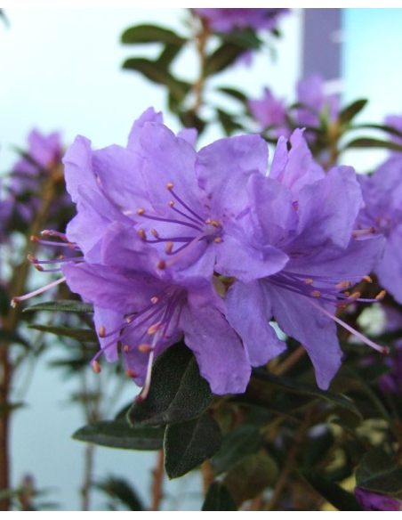 'Gristede' - różanecznik miniaturowy
Rhododendron impeditum 'Gristede' 'Gristede' - różanecznik miniaturowy
Rhododendron impeditum 'Gristede'