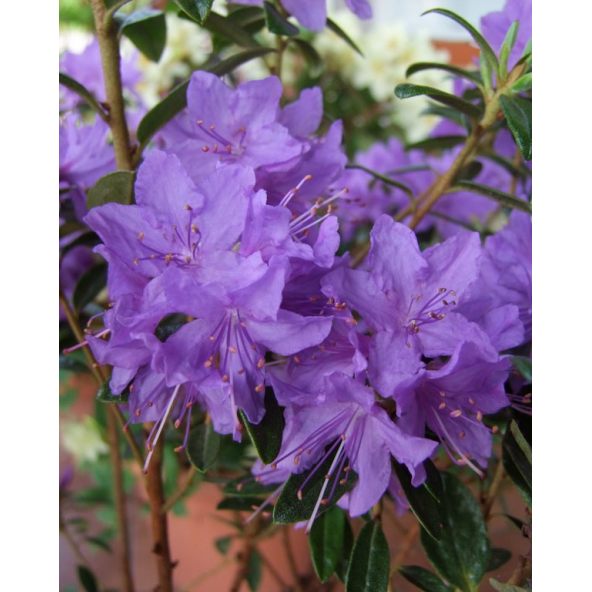 'Gristede' - różanecznik miniaturowy
Rhododendron impeditum 'Gristede'