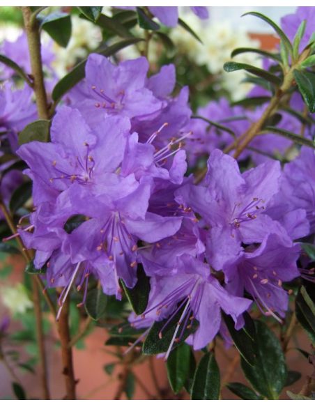 'Gristede' - różanecznik miniaturowy
Rhododendron impeditum 'Gristede' 'Gristede' - różanecznik miniaturowy
Rhododendron impeditum 'Gristede'