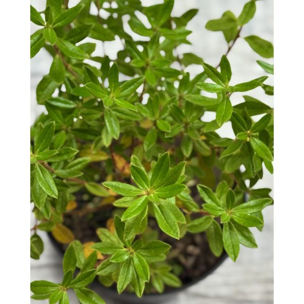 'Gristede' - różanecznik miniaturowy
Rhododendron impeditum 'Gristede'