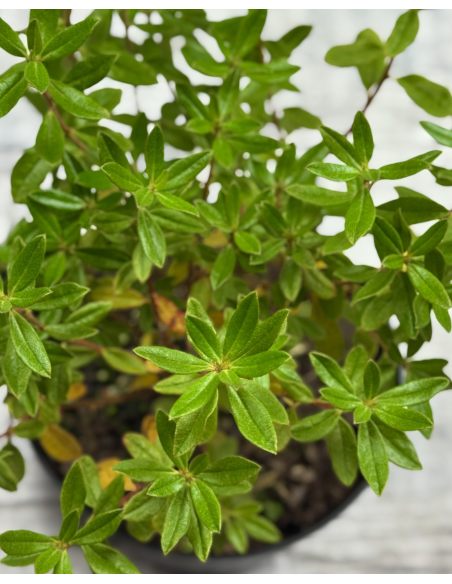 'Gristede' - różanecznik miniaturowy
Rhododendron impeditum 'Gristede' 'Gristede' - różanecznik miniaturowy
Rhododendron impeditum 'Gristede'