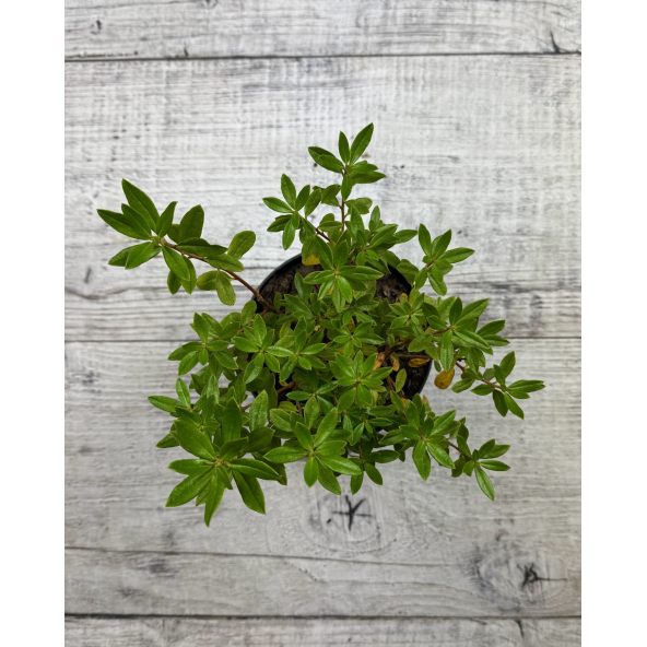 'Gristede' - różanecznik miniaturowy
Rhododendron impeditum 'Gristede'